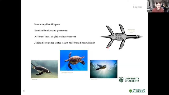 Aerial swimming and underwater flight смотреть онлайн