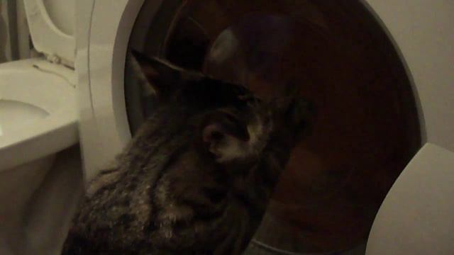 Кот стирает белье смотреть онлайн