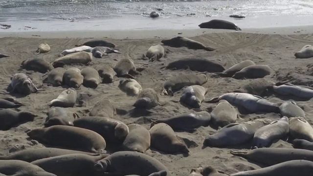 Морские слоны смотреть онлайн