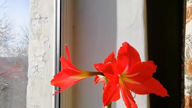 Валотта из семейства Амариллисовые#СНатальейБобкоизТалдыкоргана