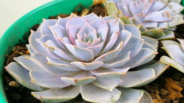 echeveria paloma DONSUCULENTO смотреть онлайн