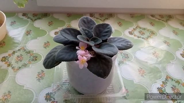 Фиалки. Какая должна быть почва. Размер горшка. смотреть онлайн