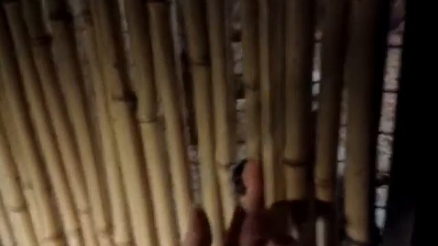 ANIMAL RECORDS: Тамарины проказники смотреть онлайн