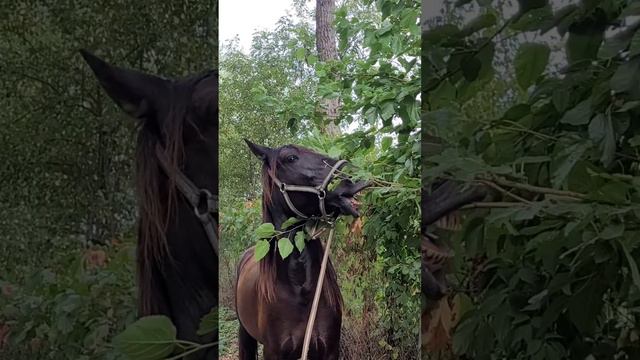 Лошади смотреть онлайн
