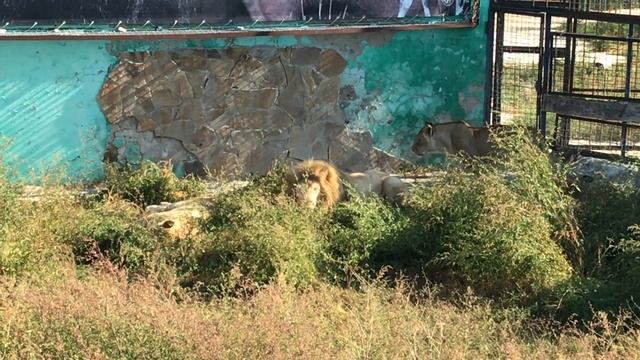 Одуванчику зимняя квартира пошла на пользу! Тайган Huge white lion! Taigan смотреть онлайн