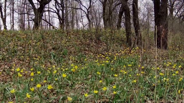 Полевые цветы тюльпаны в 4к 2160р 60fps. Дикие тюльпаны. Весенний футаж. Первоцветы. смотреть онлайн