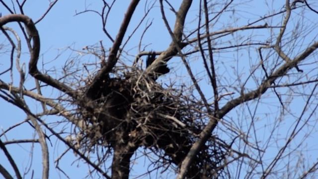 Ворона глумится над белобрюхим орланом смотреть онлайн