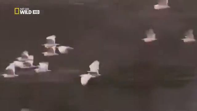 Удивительная природа.Пустыня Калахари смотреть онлайн