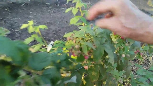 Малина ремонтантная сорт Херитейдж.