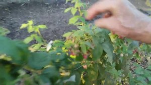 Малина ремонтантная сорт Херитейдж.