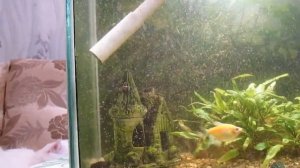 Пылесос для аквариума