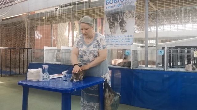 Саванна. Шоу редких пород. Красавчик Арчи смотреть онлайн