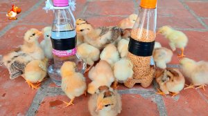 Мини кормушка и поилка для суточных цыплят