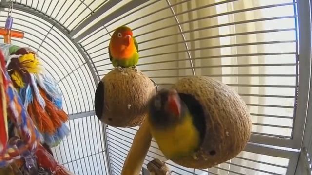 [кеХто приколы] Я хочу мужика | Подборка приколов апрель 2017 смотреть онлайн