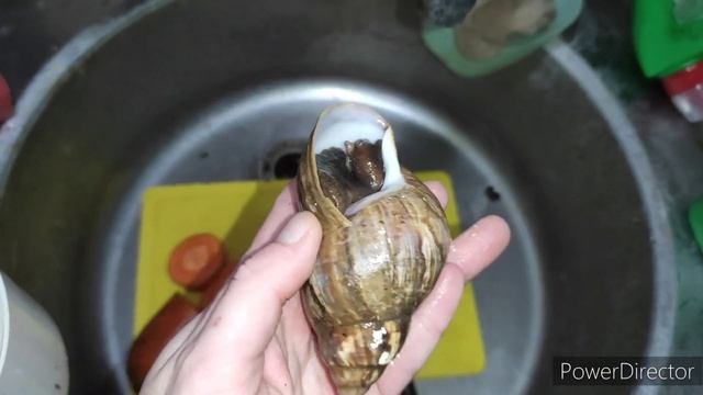 Новые питомцы) Улитки, хомяки, пауки... смотреть онлайн