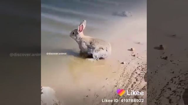 Заяц плавает смотреть онлайн