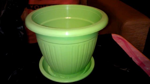 Посадка черенка фикуса эластика смотреть онлайн