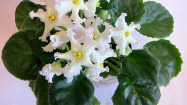 Golden Autumn (Голден Отем), LLG/Sorano. Фиалки. Стандарт. Юлия Датта