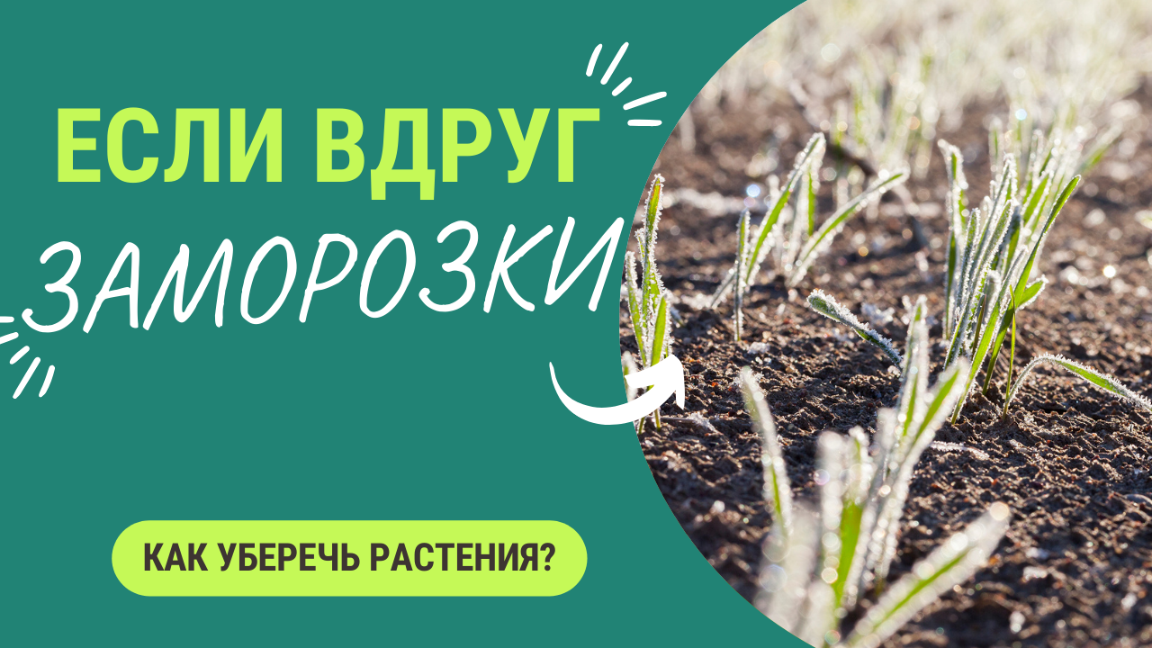 Заморозки: как уберечь растения? смотреть онлайн
