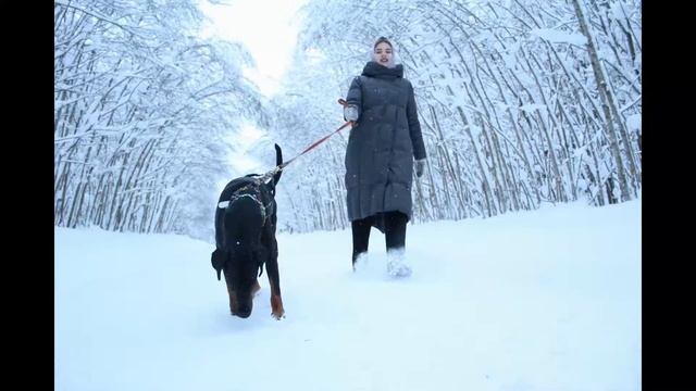 Доберман зимой. Доберман на природе. Прогулка с собакой