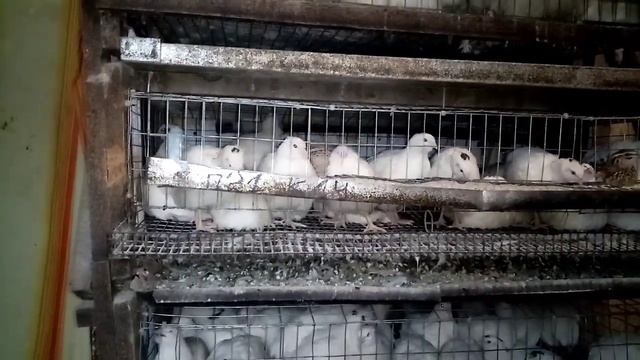 Жизнь перепелов. Как курлычат перепела. смотреть онлайн