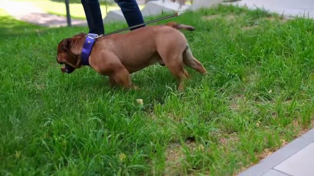 Olde English Bulldog Bulldrow Zefir