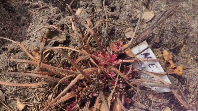 Гейхеры восстановление после зимы...приятные моменты.. смотреть онлайн