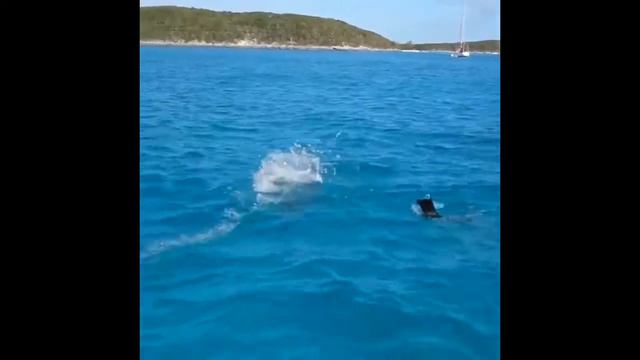 ДЕЛЬФИН и СОБАКА - не пара, не пара💦Схватка Собаки и Дельфина💦Just Dog & Dolphin Swimming Together