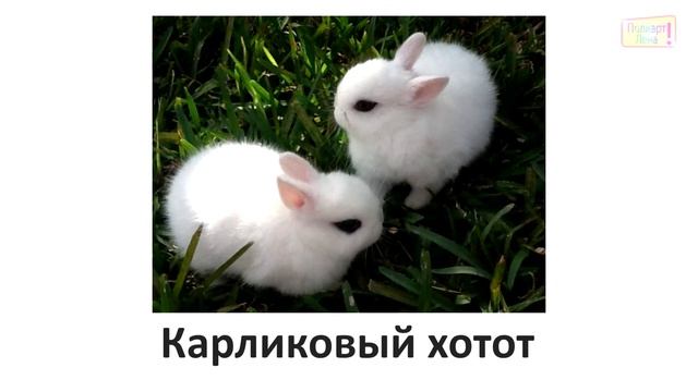 Учим породы кроликов (часть 1) \ Doman cards смотреть онлайн