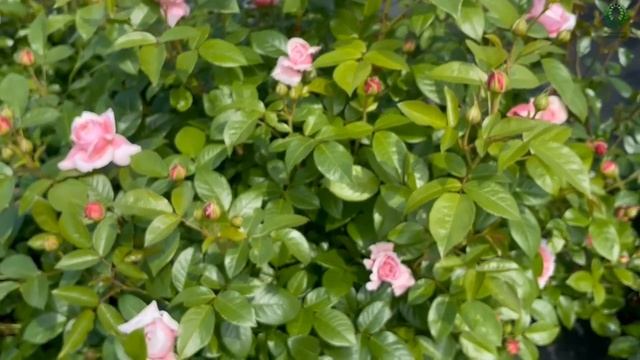 Эти сорта выдержали жару и дожди. Питомник ? и ? Е. Иващенко