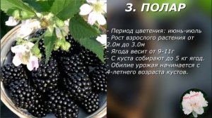 Лучшие сорта ежевики