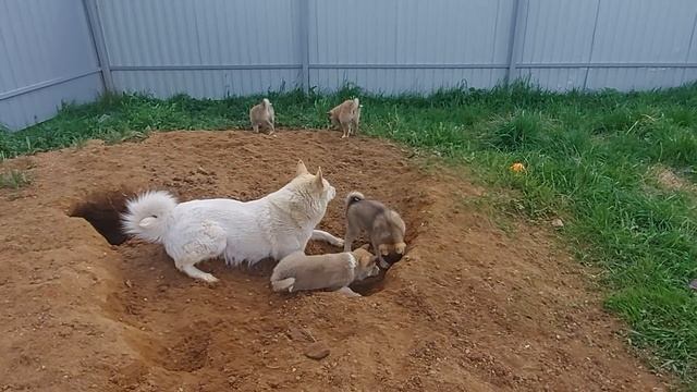 Щенки в песочнице смотреть онлайн