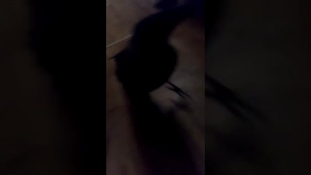 Ворона живет в квартире смотреть онлайн