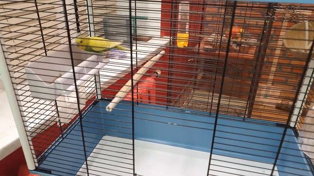 как я провожу первую уборку у попугая смотреть онлайн