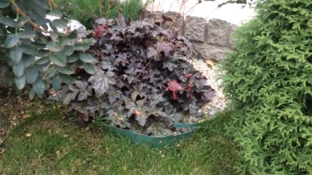 В любой ситуации есть место прекрасному. Коты и Дача. Часть 1 смотреть онлайн