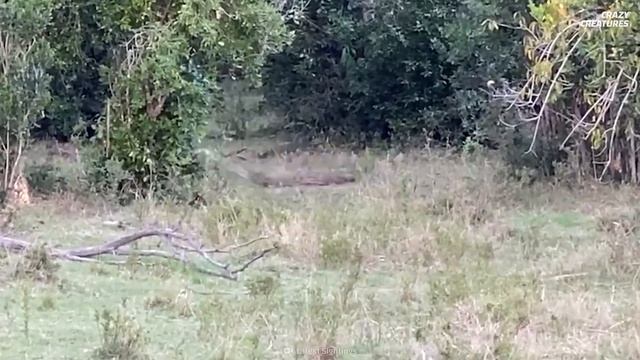 What Can This Python Swallow? смотреть онлайн