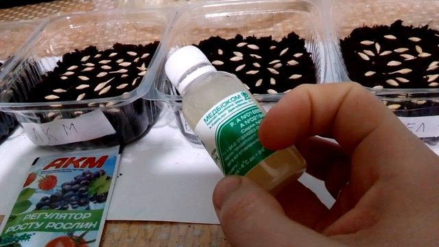 Закладка опыта по проращиванию семян ячменя смотреть онлайн