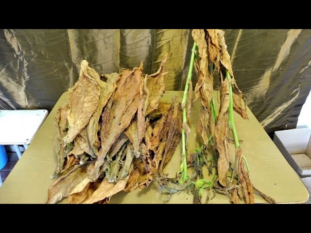 Табак_ Как убрать центральную жилку, обработка верхнего листа. смотреть онлайн