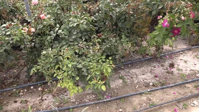 начните поливать розы правильно! Питомник роз Полины Козловой rozarium.biz смотреть онлайн