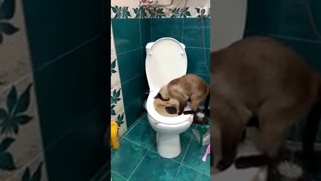 Как приучить кошку ходить на унитаз! ) смотреть онлайн