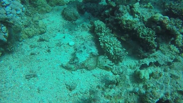 СМЕРТЕЛЬНО ОПАСНЫЕ | РЫБА-КАМЕНЬ (Сафага, Египет). Stownfish, Safaga, Egypt. смотреть онлайн