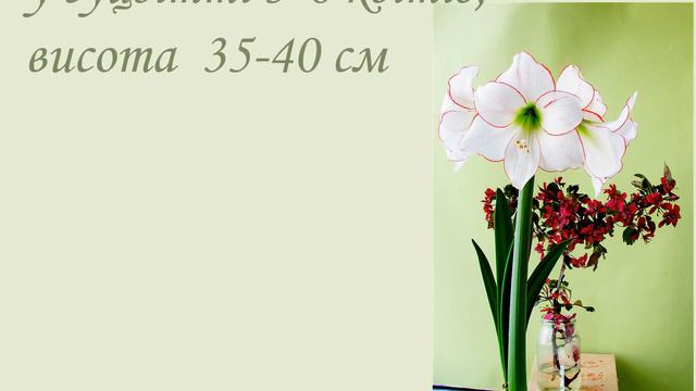 Гіпеаструм Picotee. Hippeastrum Picotee. смотреть онлайн