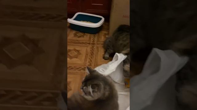 Сибирские котята играют смотреть онлайн