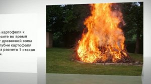 Удобрение золой винограда