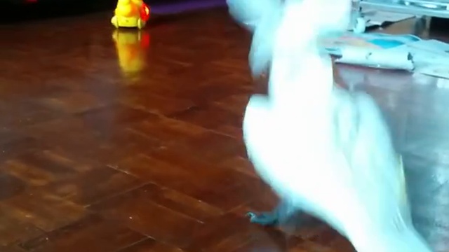 Какаду и новая игрушка смотреть онлайн