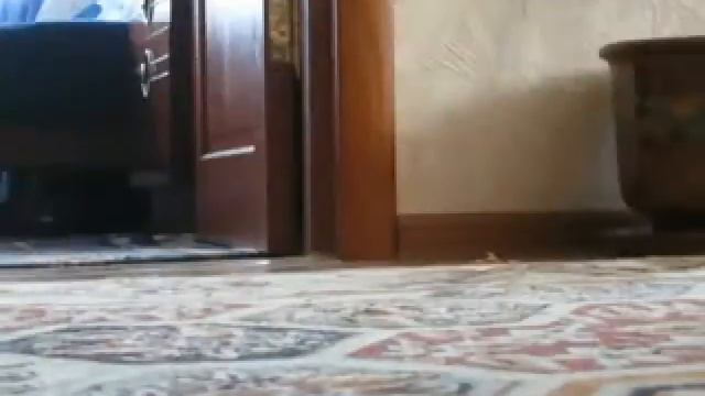 РЫЖЫЙ КОТ vs БЕЛЫЙ КОТ смотреть онлайн