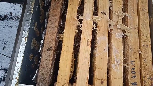 На улице оттепель, а расплода в семьях нет? Ответ простой! смотреть онлайн