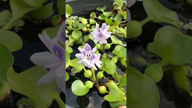 Плавающие растения для украшения и очистки пруда смотреть онлайн