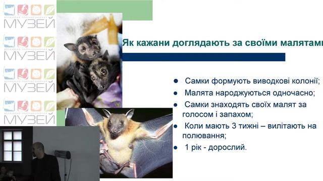Кажани у місті - боятися чи допомагати? смотреть онлайн