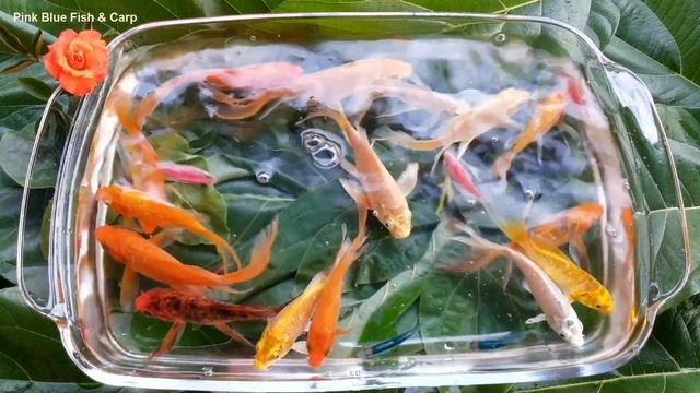 Pink Blue Fish & Carp смотреть онлайн